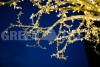 Изображение Световое дерево 5м, цвет теплый белый  интернет магазин Иватек ivatec.ru